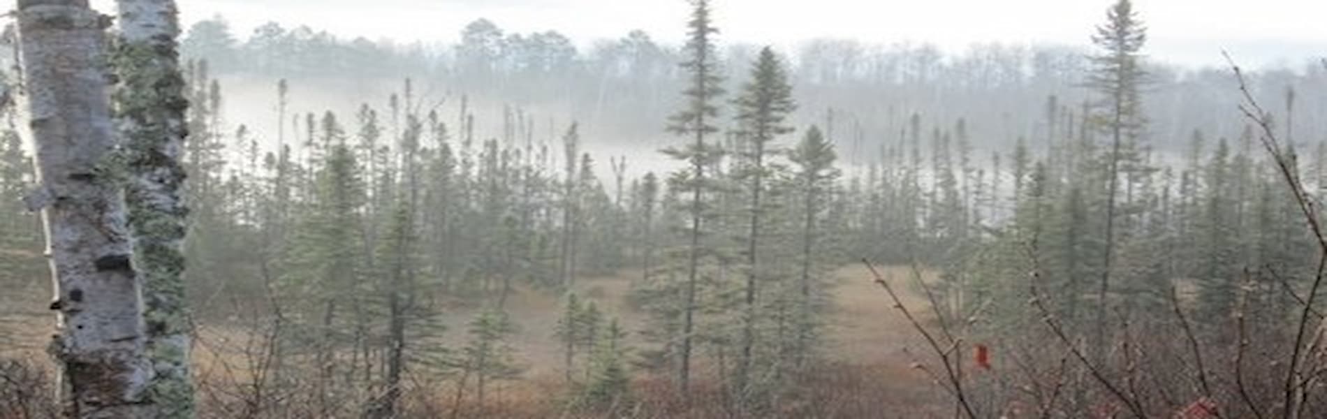 misty-pines-in-a-morning-fog