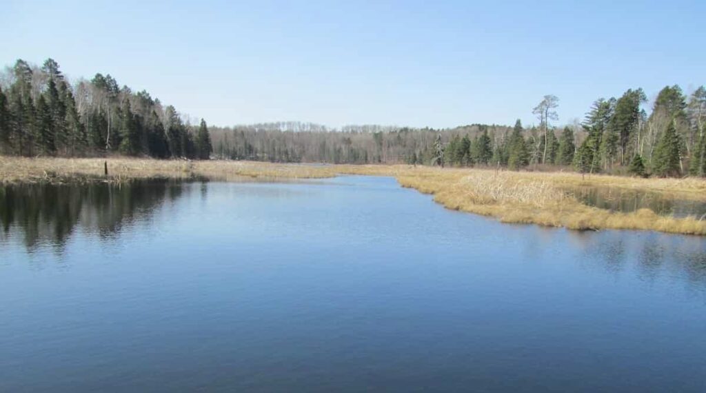 open-water-with-cattails-in-background-and-forest beyond