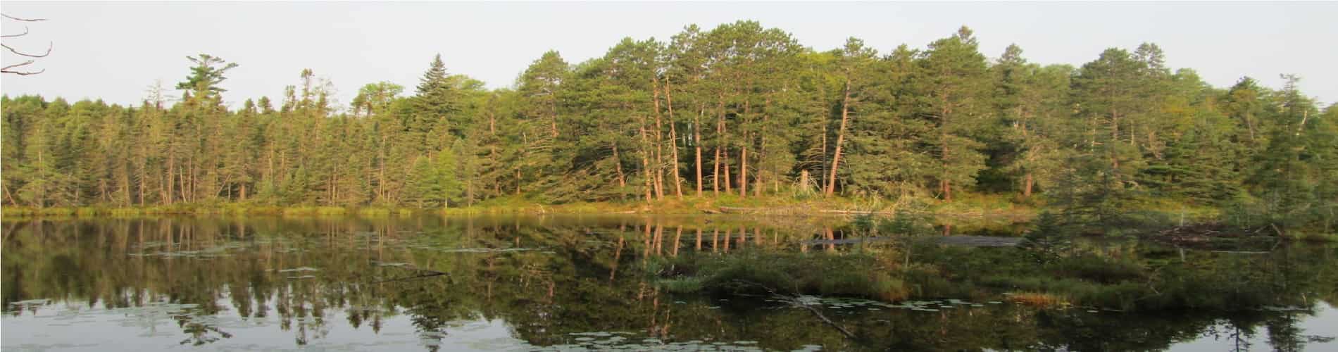 Spring-shoreline-with-pines-reflecting-off-lake