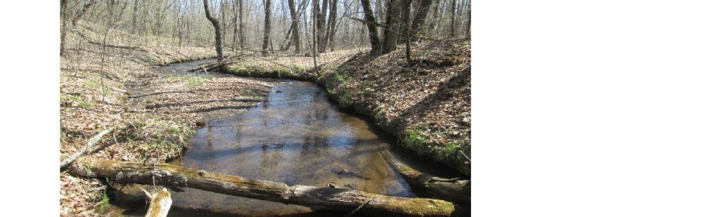 small-forest-stream-wanders-into-the-distance