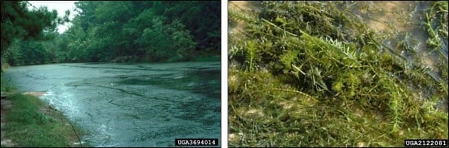 Two images of Hydrilla - one long shot and one closeup