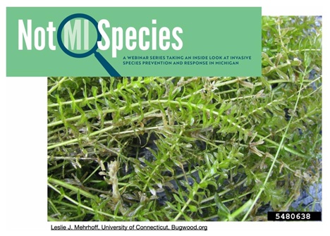 NotMISpecies logo over hydrilla