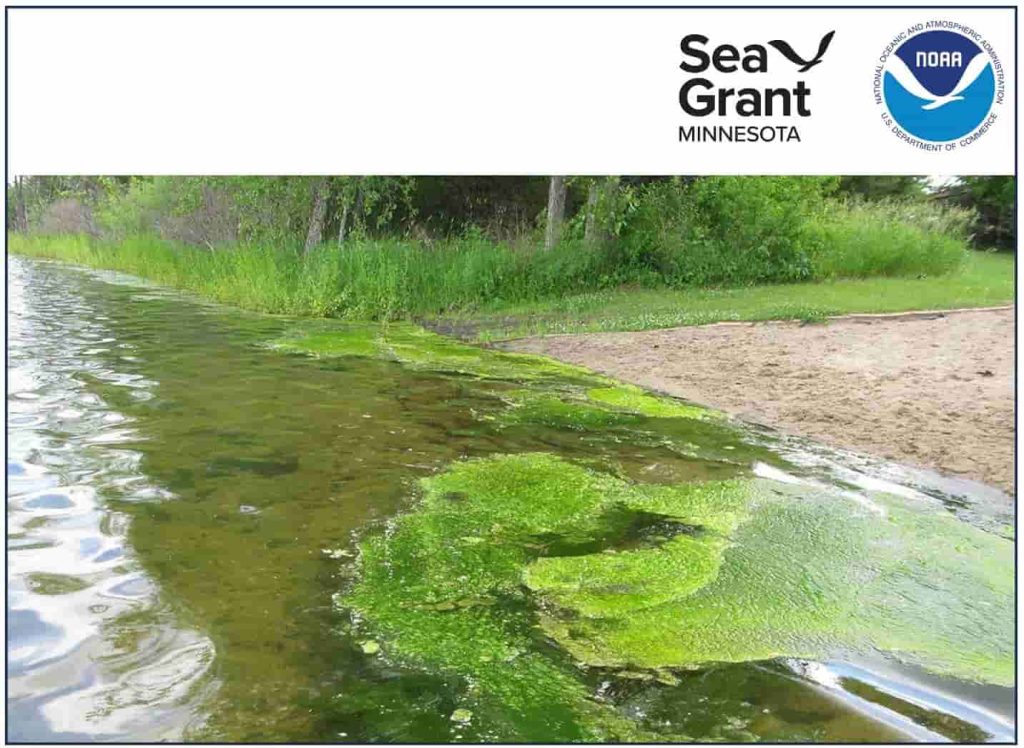 Harmful algal bloom shown on a sandy shoreline
