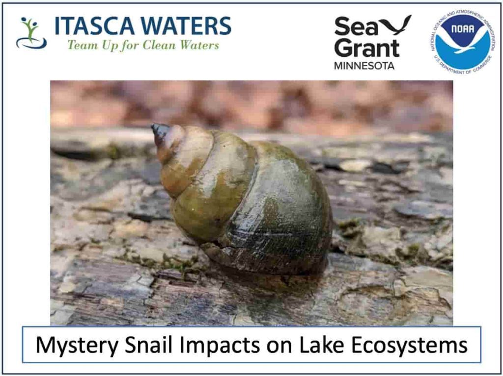 Itasca Waters and MN Sea Grant logos with a mystery snail shown