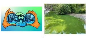 MN Lake Lookout logo on left, harmful algae bloom in water on right