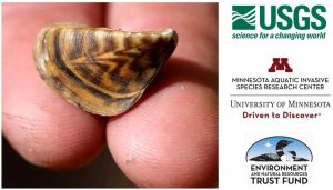 closeup of a zebra mussel on two fingers