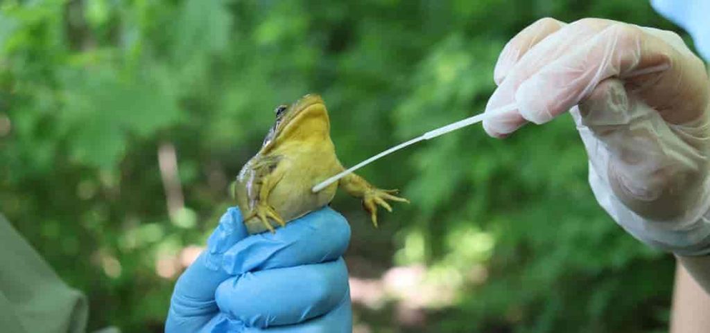 image of a frog in a researcher's hand being examined