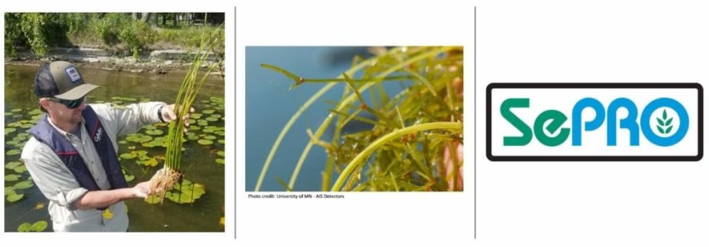 side-by-side grouping of Keegan Lund image, Starry Stonewort closeup, and SePro logo