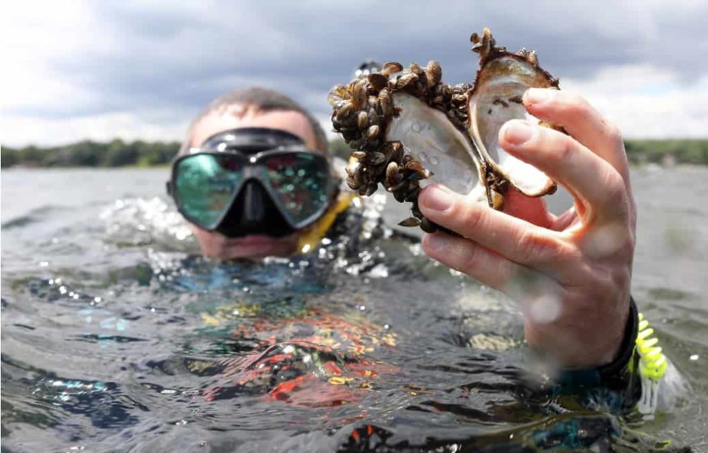 woman diver at the surface holding a cluster of zebra mussels attached to a clam shell