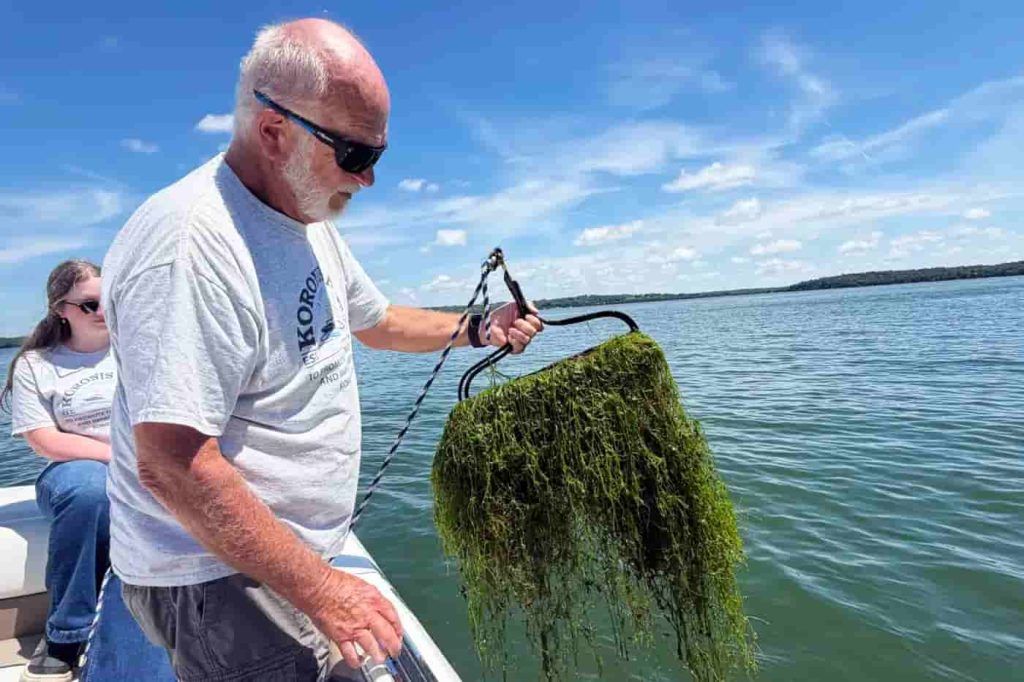 Kevin Farnum standing in a boat holding a rake full of starry stonewort