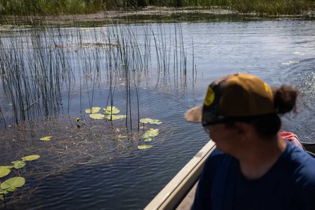 Raining White points out lily pads, bulrush and manoomin, or wild rice, along a healthy section of shoreline on Leech Lake in northern Minnesota on Aug. 19.